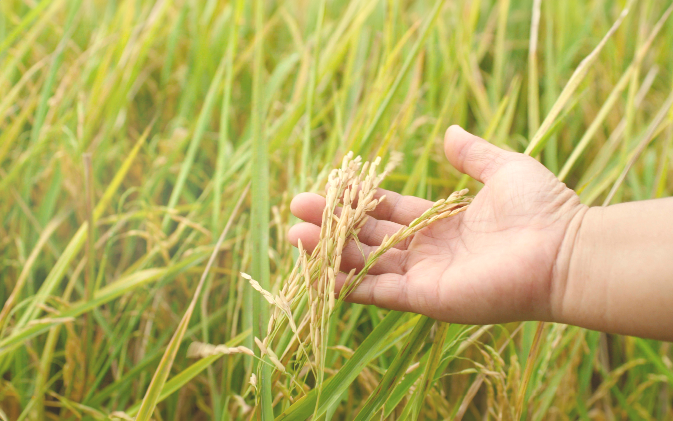 DFI - Sustainability