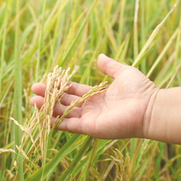 DFI - Sustainability